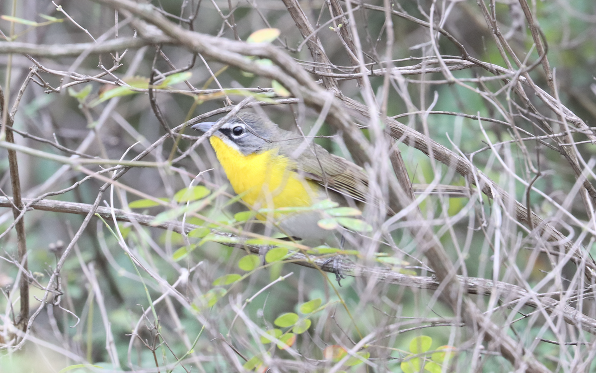 Yellow-breasted Chat - Ricardo Lopez Z.