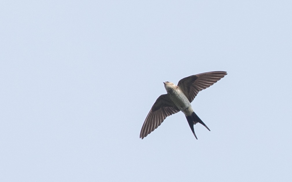 Striated Swallow - Ian Davies