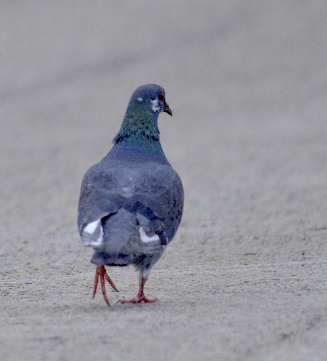Rock Pigeon (Feral Pigeon) - ML219034911