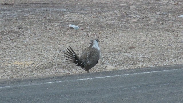 Greater Sage-Grouse - ML219038831