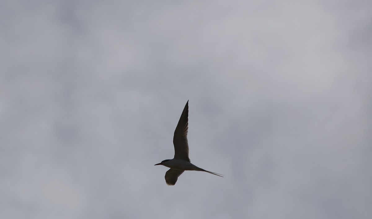 South American Tern - Andrew Eppedio