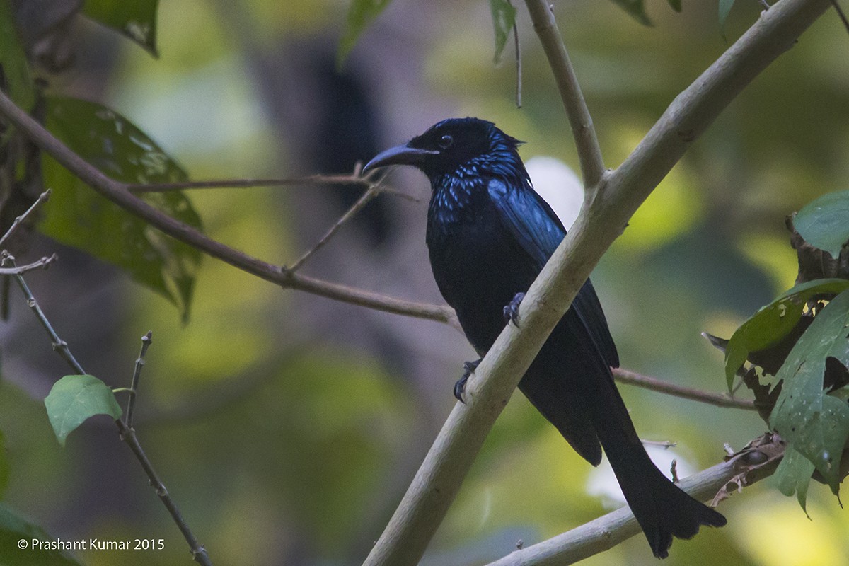 Hair-crested Drongo - ML21904191