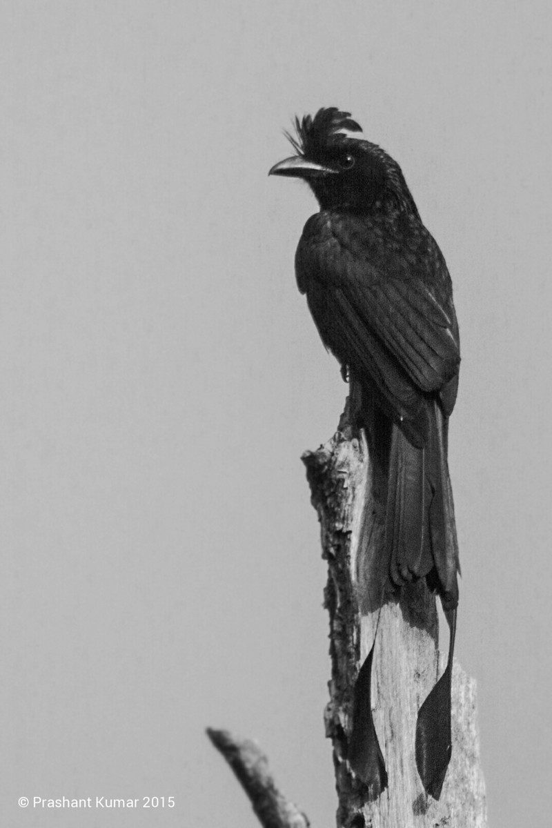 Greater Racket-tailed Drongo - ML21904221