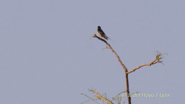 Red-rumped Swallow - ML219043171
