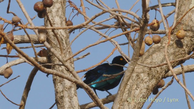Greater Blue-eared Starling - ML219043291