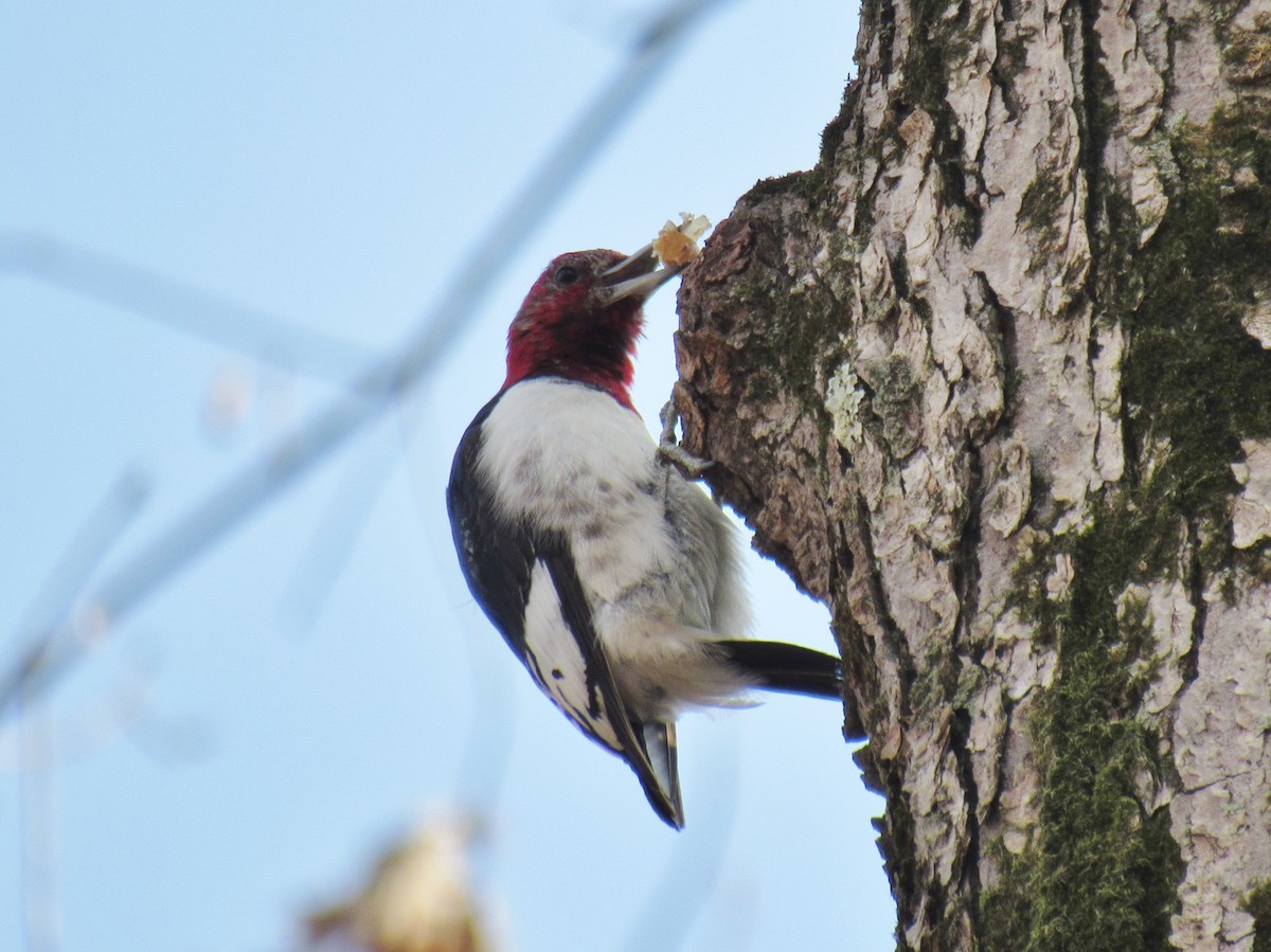 Red-headed Woodpecker - ML219045001