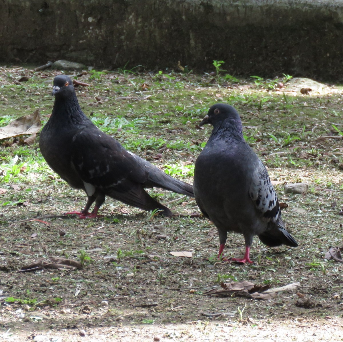 Rock Pigeon (Feral Pigeon) - Jana Lagan