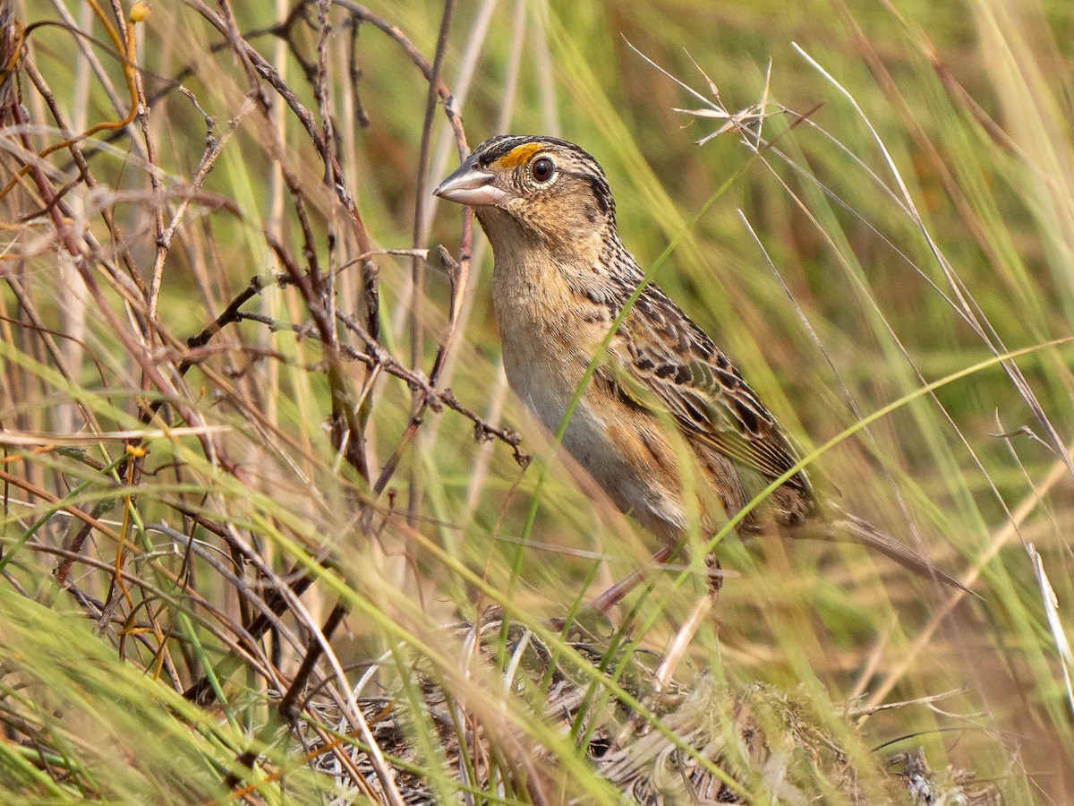 Grasshopper Sparrow - ML219050511