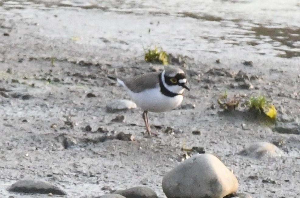 Little Ringed Plover - Cathryn Dippo