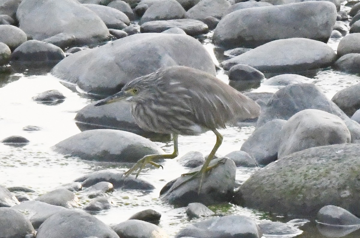 Indian Pond-Heron - Cathryn Dippo
