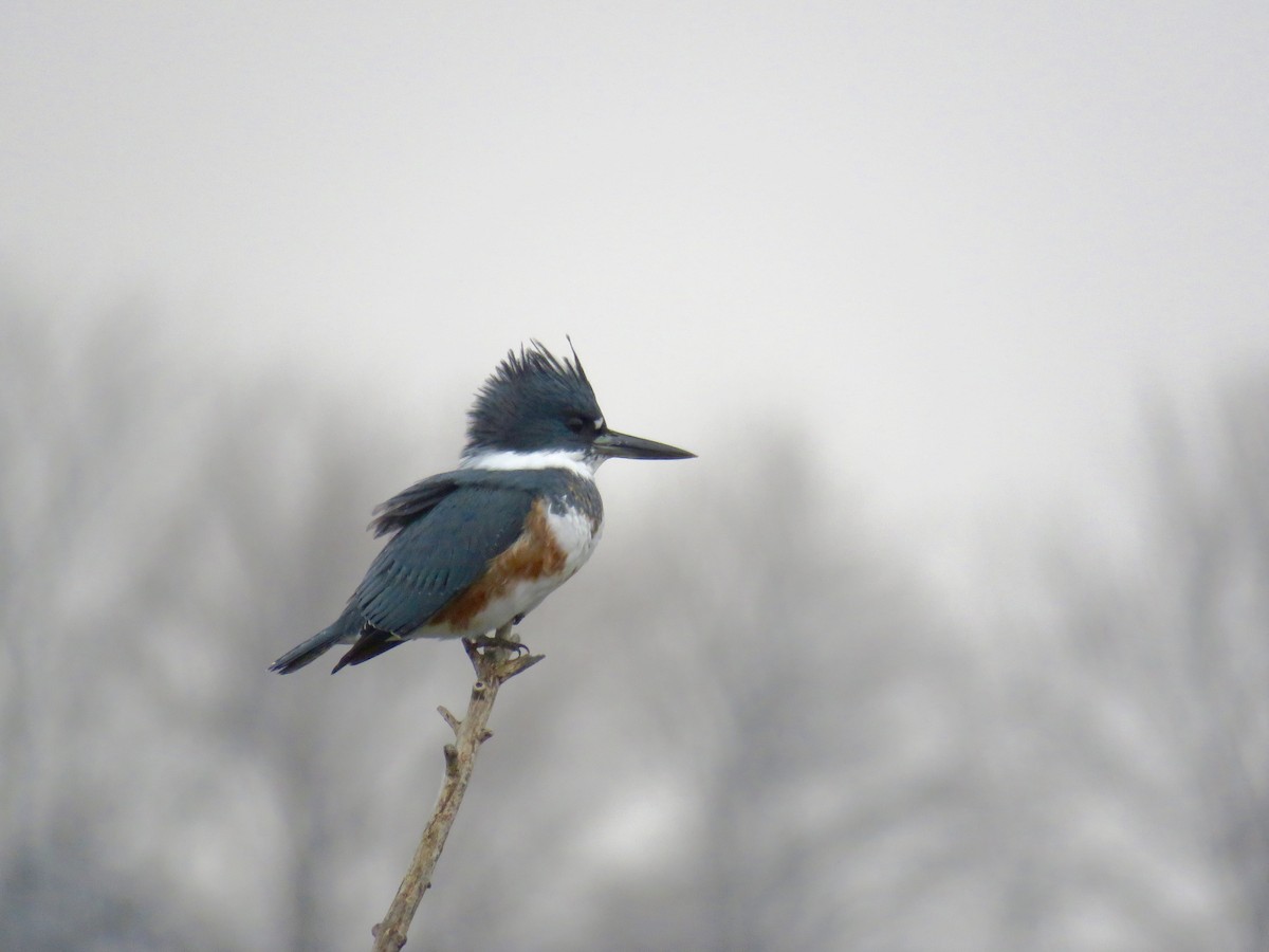 Belted Kingfisher - ML21905381