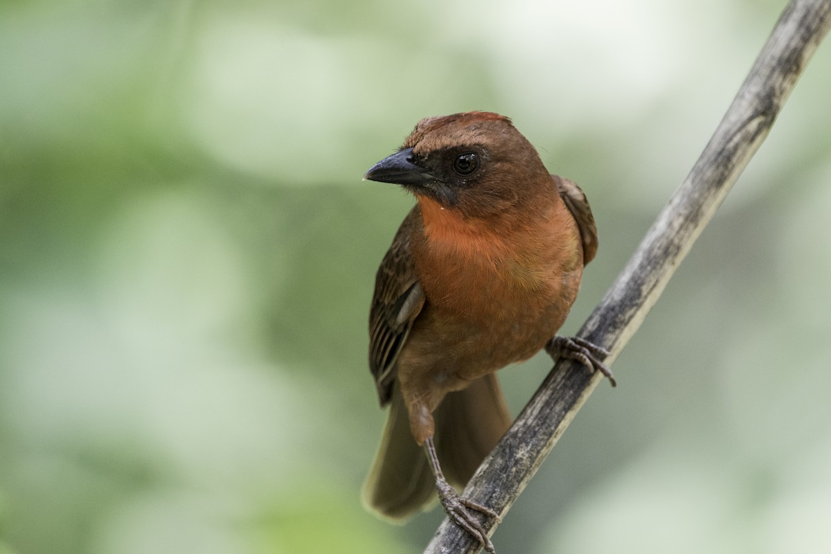 Red-throated Ant-Tanager - ML219054231