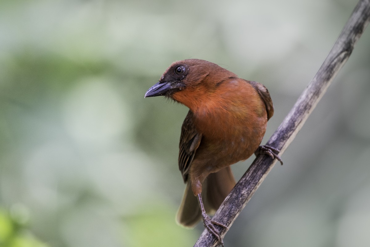 Red-throated Ant-Tanager - ML219054521