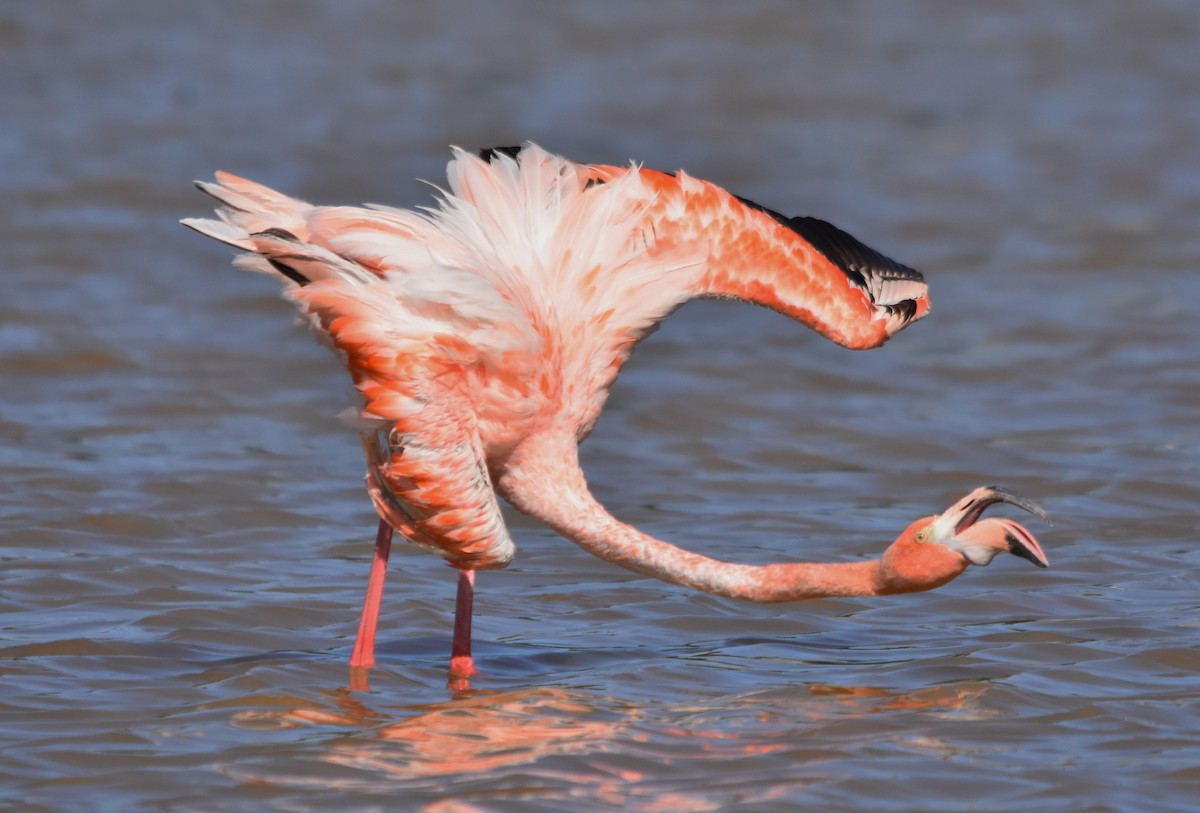 American Flamingo - Keith Gregoire