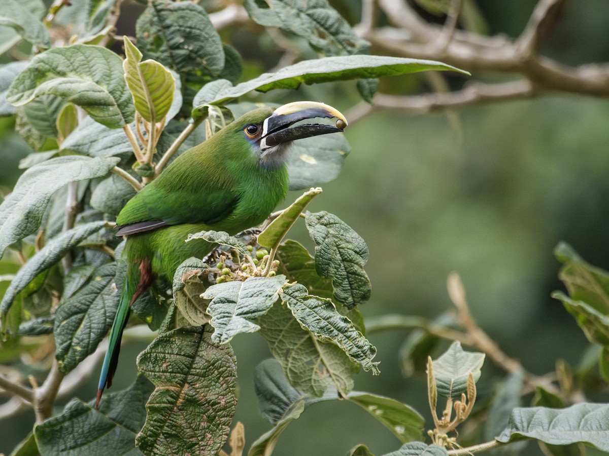 Southern Emerald-Toucanet (Gray-throated) - Nick Athanas
