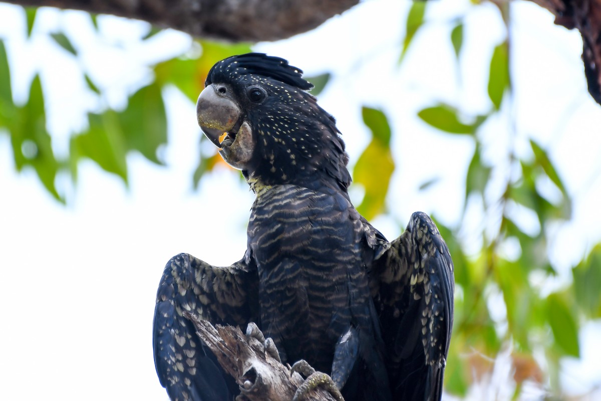 Red-tailed Black-Cockatoo - ML219063211