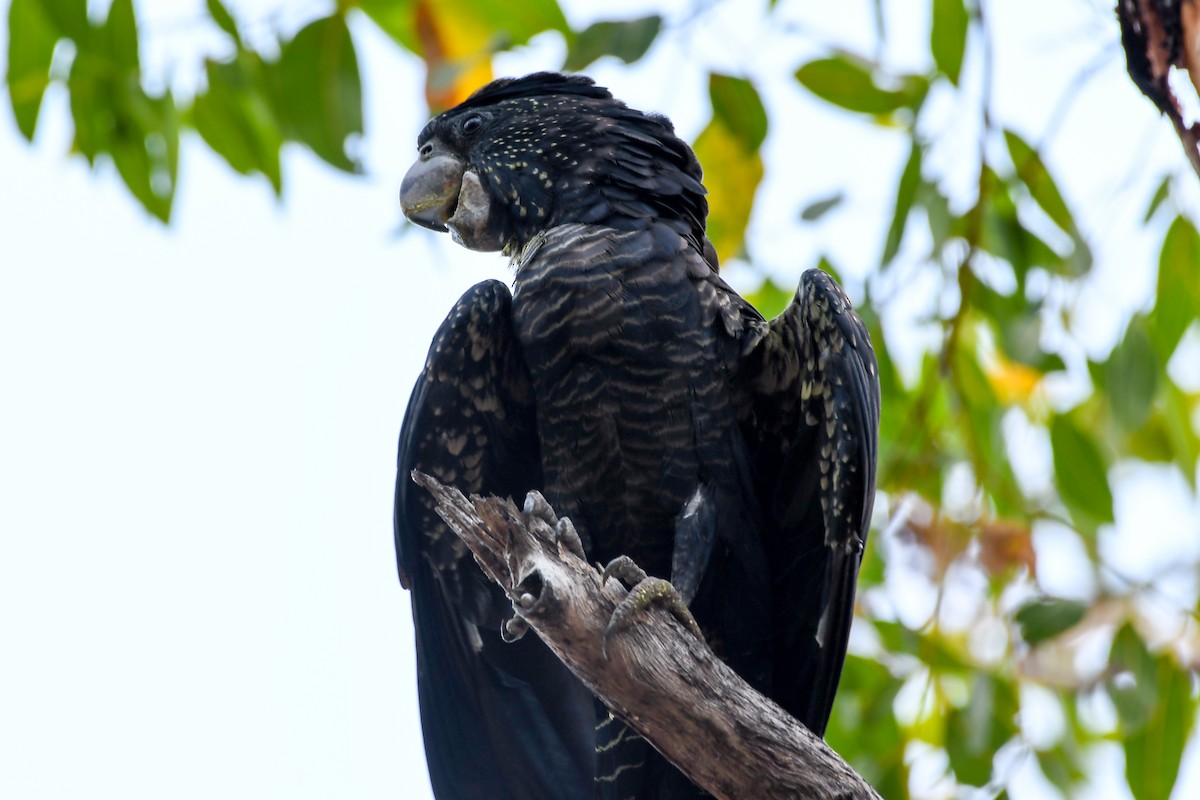 Red-tailed Black-Cockatoo - ML219063401