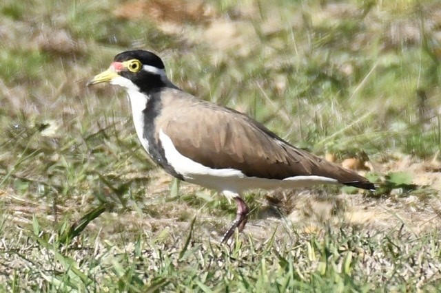 Banded Lapwing - Mike Barrow