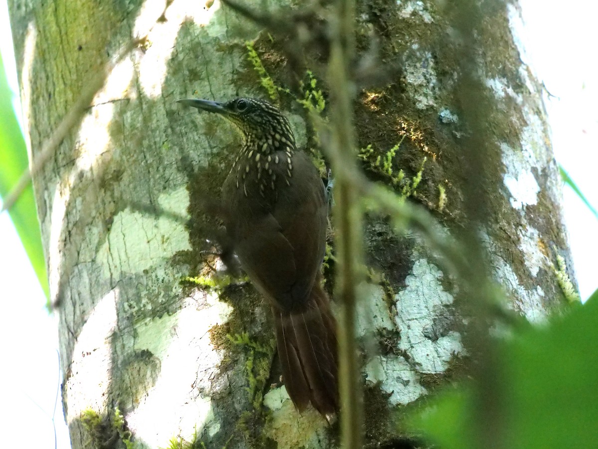 Cocoa Woodcreeper - Dennis Arendt