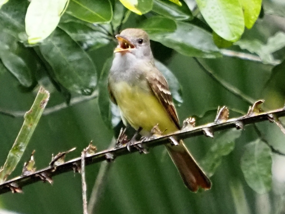 Great Crested Flycatcher - ML219072261