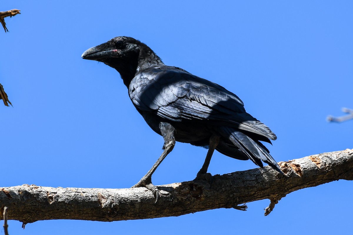 Torresian Crow - ML219072461