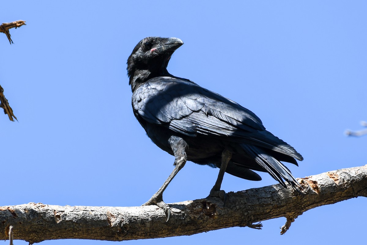 Torresian Crow - ML219072531
