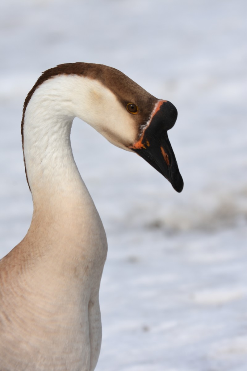 Swan Goose (Domestic type) - Andy Bankert