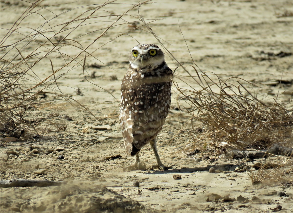 Burrowing Owl - ML219076691
