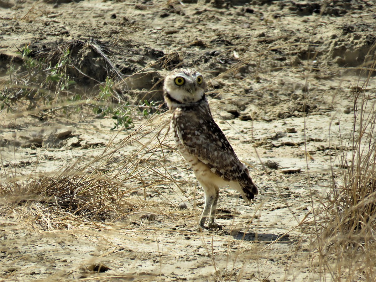 Burrowing Owl - ML219076851