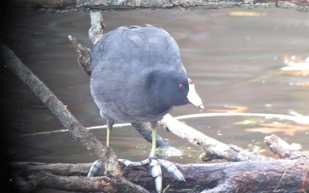 American Coot (Red-shielded) - Mike McBrien