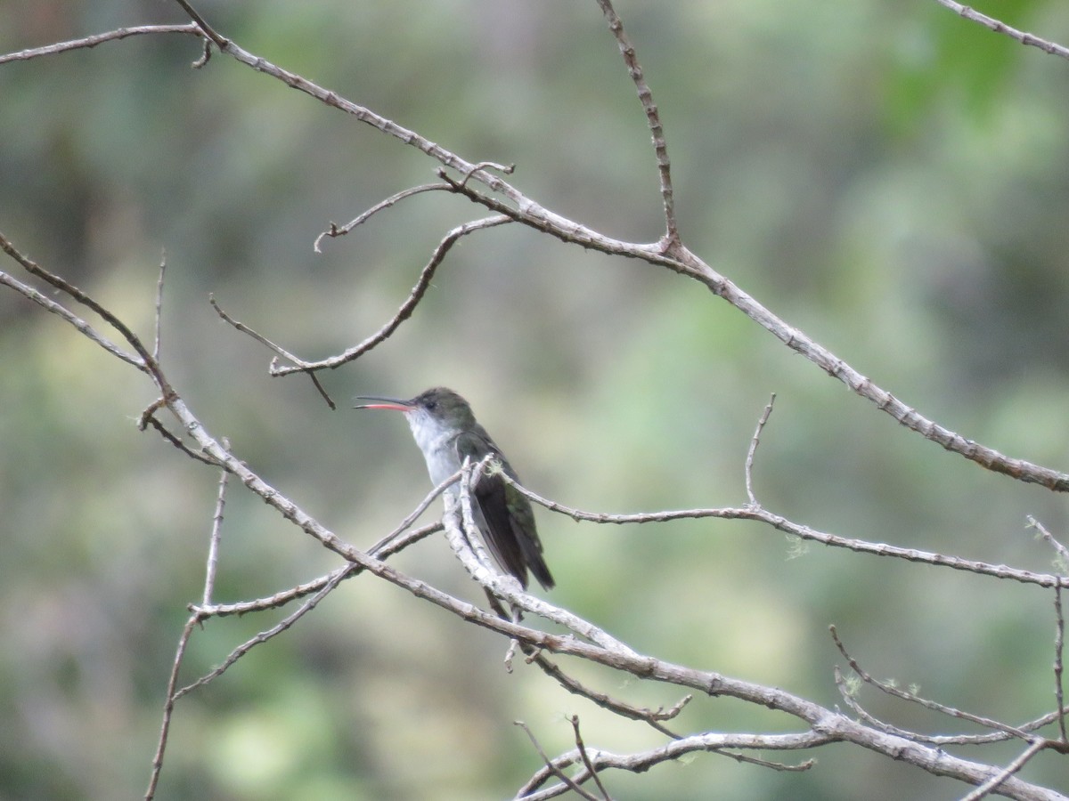 White-bellied Hummingbird - ML219077111
