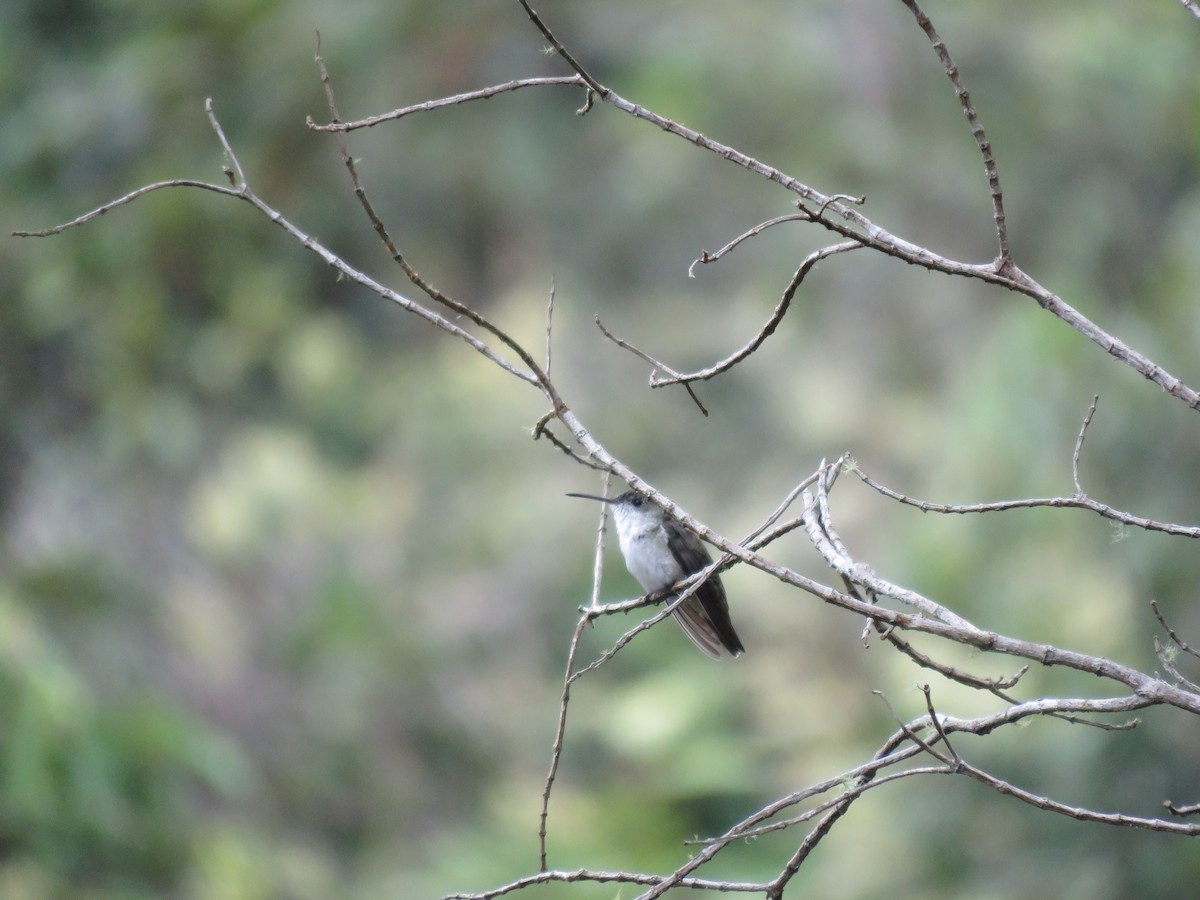 Ak Karınlı Kolibri - ML219077221
