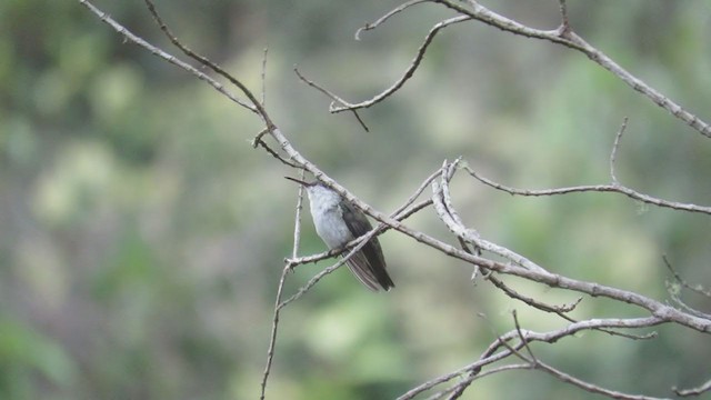 White-bellied Hummingbird - ML219078421