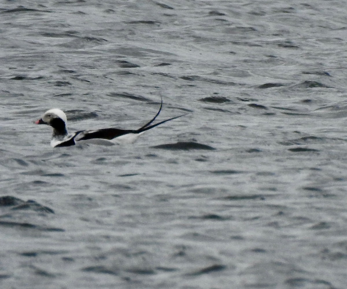Long-tailed Duck - ML219079261