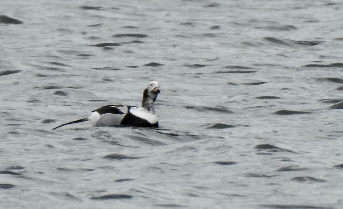Long-tailed Duck - ML219079291