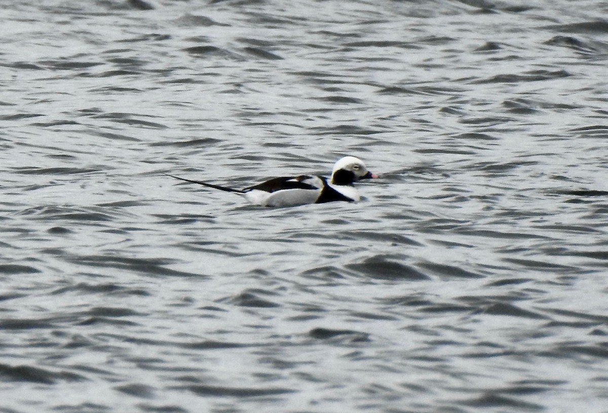Long-tailed Duck - ML219079301