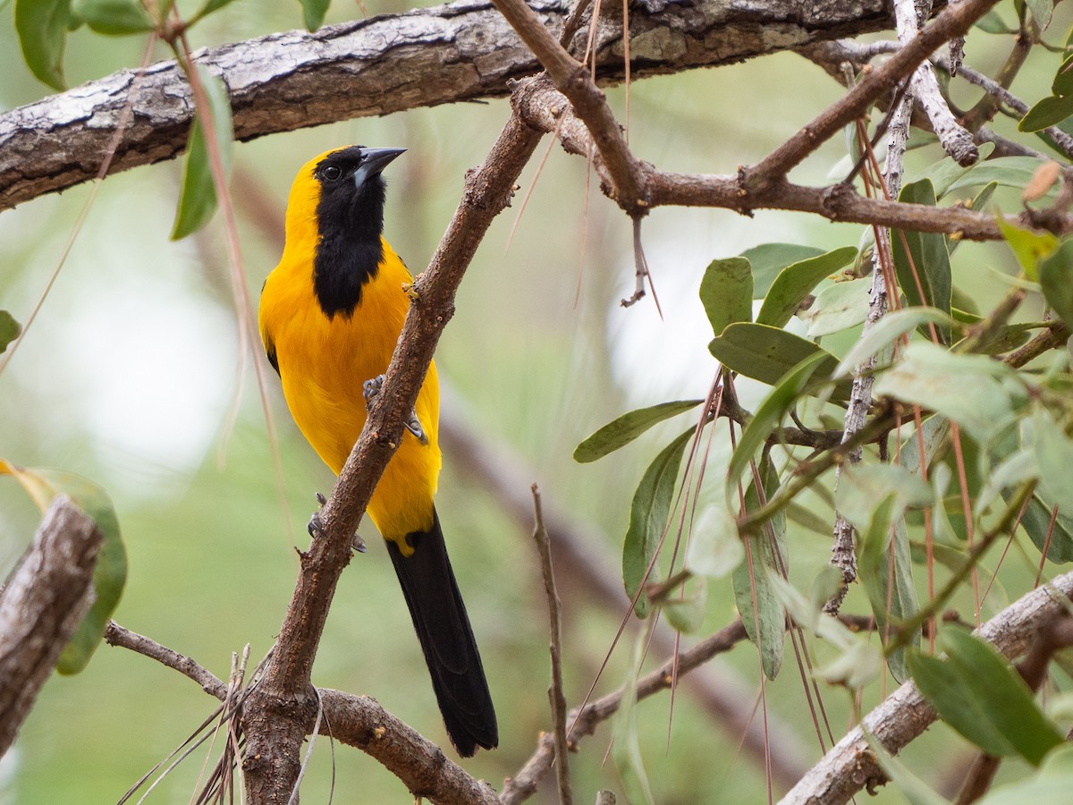 Yellow-backed Oriole - Chris Fischer