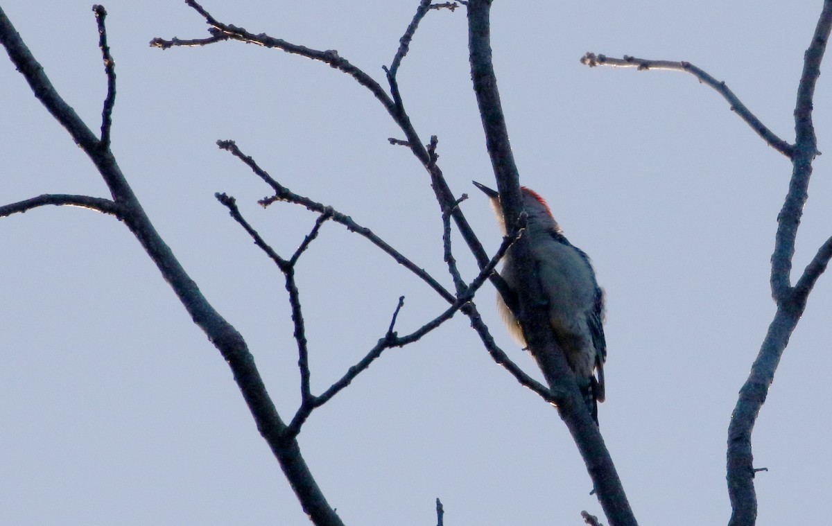 Red-bellied Woodpecker - ML219080261