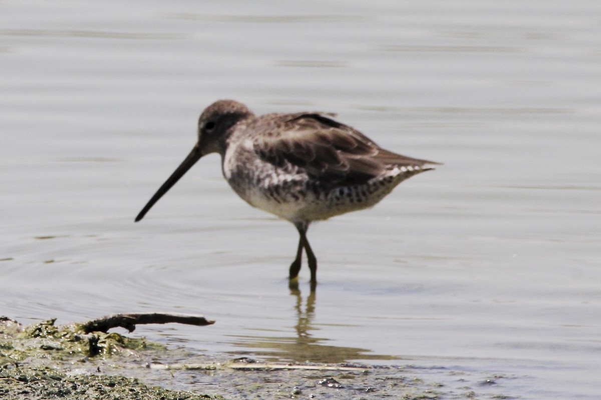 Long-billed Dowitcher - ML21908421