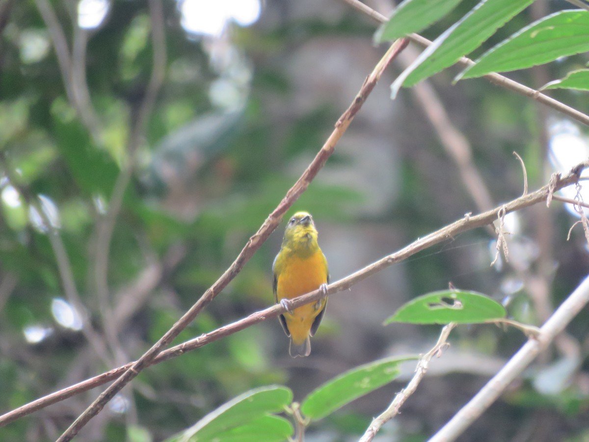 ML219085141 Bronzegreen Euphonia Macaulay Library