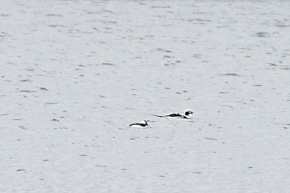 Long-tailed Duck - ML219086271