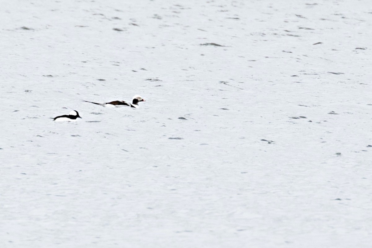 Long-tailed Duck - ML219086401