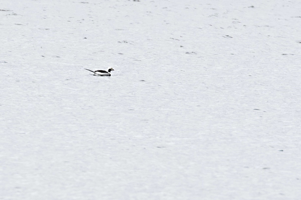 Long-tailed Duck - ML219086411