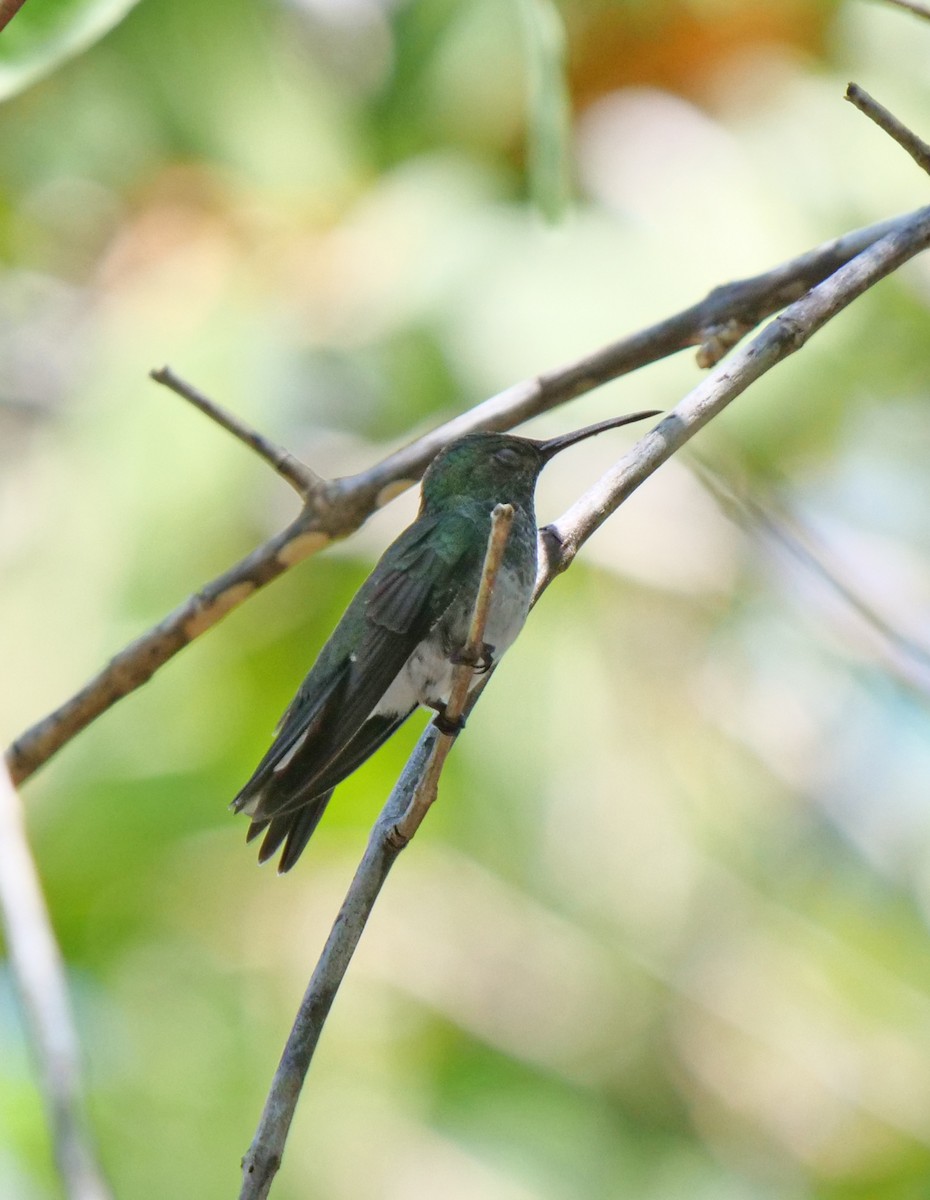 Mangrove Hummingbird - ML219089271