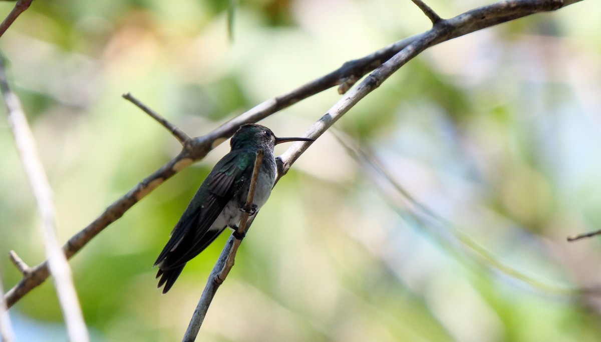 Mangrove Hummingbird - ML219089291