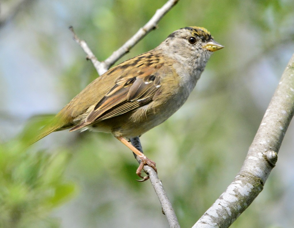 Golden-crowned Sparrow - ML219089301