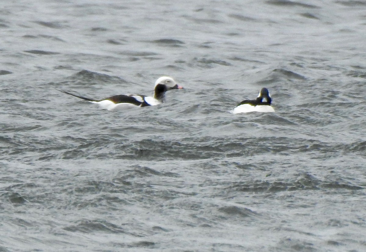 Long-tailed Duck - ML219089331