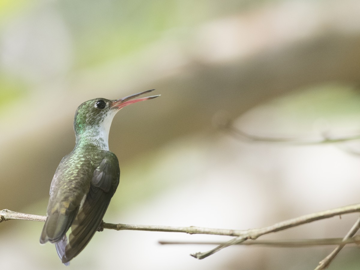 White-bellied Emerald - Rob Cahill