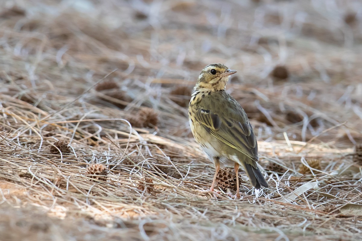 Olive-backed Pipit - ML219090461