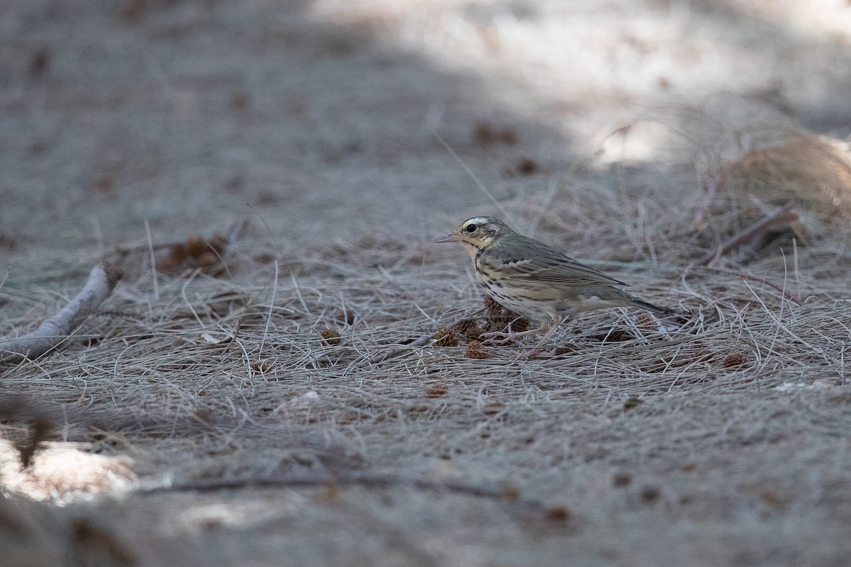 Olive-backed Pipit - ML219090491